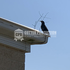 Bird Proofing Your Roof